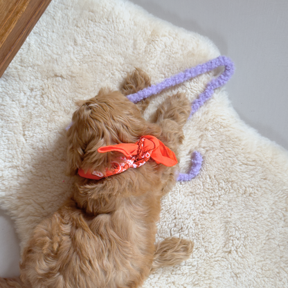 hond draagt oranje bandana 